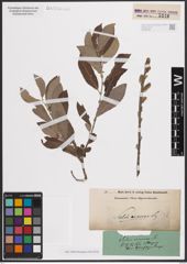 Foto von Salix cinerea L.